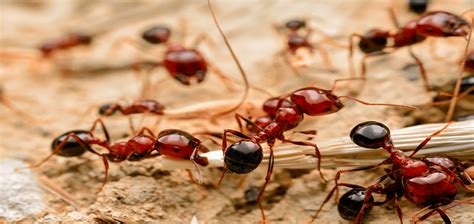 are red ants fire ants